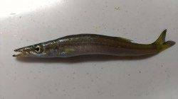 敦賀新港でアジを狙うも…カマス、カワハギ、ボラ