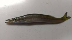 敦賀新港でアジを狙うも...カマス、カワハ…