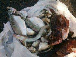 兵庫突堤で夜サビキ&ちょい投げ　アジが沢山釣れました