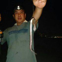 兵庫突堤で夜サビキ&ちょい投げ　アジが沢山釣れました