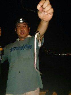 兵庫突堤で夜サビキ&ちょい投げ　アジが沢山釣れました