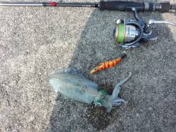 湯浅から有田周辺へ下見がてらにランガン、コ…