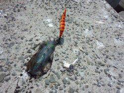 湯浅から有田周辺へ下見がてらにランガン、コロッケ＆トンカツサイズ♪