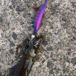 音海大波止　エギングでアオリイカ新子5ハイ　青物は姿なし