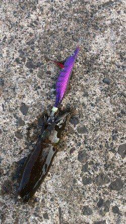 音海大波止　エギングでアオリイカ新子5ハイ　青物は姿なし