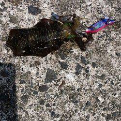 音海大波止　エギングでアオリイカ新子5ハイ　青物は姿なし