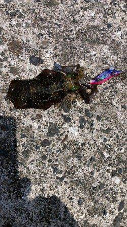 音海大波止　エギングでアオリイカ新子5ハイ　青物は姿なし