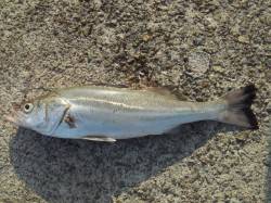 佐野川で夕方シーバスの釣果