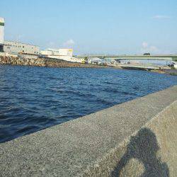 佐野川で夕方シーバスの釣果