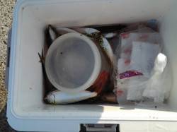 南芦屋のベランダにて、サビキ釣りの釣果☆