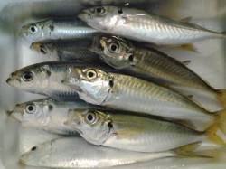 南芦屋浜　雨上がりのサビキ釣りでアジ＆サッ…