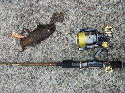 りんくう　朝5時からのエギングでアオリイカ新子6パイ☆