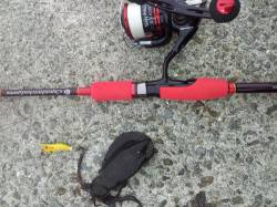 りんくう　エギングでアオリイカ新子5ハイ　…