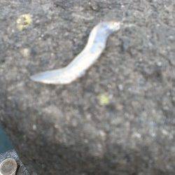 敦賀新港でエギング、周りでもちょこちょことHITアリ