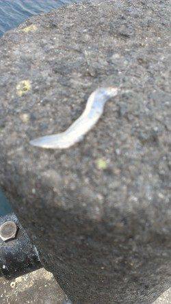 敦賀新港でエギング、周りでもちょこちょことHITアリ