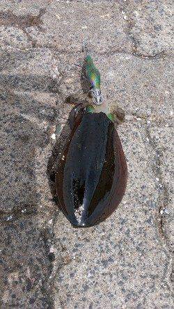 敦賀新港でエギング、周りでもちょこちょことHITアリ