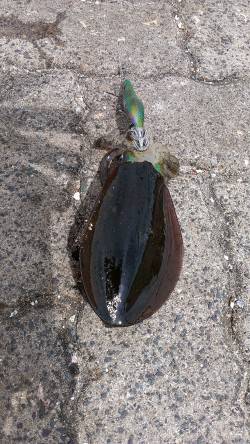 敦賀新港でエギング、周りでもちょこちょこと…