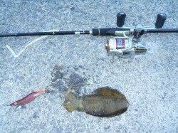 神谷の工場波止に半夜でエギングの新子調査、720gが乗ってきました