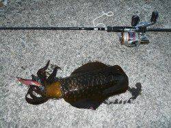 神谷の工場波止に半夜でエギングの新子調査、720gが乗ってきました