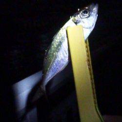 大蔵海岸でアジング、先週よりアジはサイズアップ↑