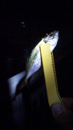 大蔵海岸でアジング、先週よりアジはサイズアップ↑