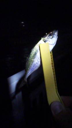 大蔵海岸でアジング、先週よりアジはサイズア…