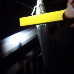 大蔵海岸でアジング、先週よりアジはサイズアップ↑