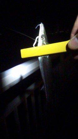 大蔵海岸でアジング、先週よりアジはサイズアップ↑