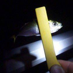 大蔵海岸　24時から1時間のアジングでアジ6尾がヒット