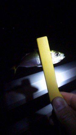 大蔵海岸　24時から1時間のアジングでアジ6尾がヒット