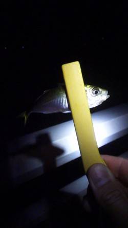 大蔵海岸　24時から1時間のアジングでアジ…