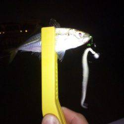 大蔵海岸　24時から1時間のアジングでアジ6尾がヒット