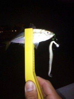 大蔵海岸　24時から1時間のアジングでアジ6尾がヒット