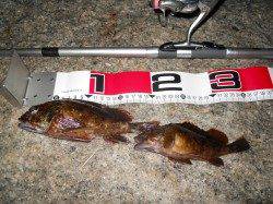 貝塚人工島へ夕方からのエビ撒き釣り釣果