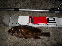 貝塚人工島へ夕方からのエビ撒き釣り釣果