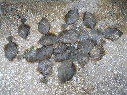 貝塚　探り釣りでカワハギ〜15.5cm17匹　午後1:30～午後3:30までの釣行