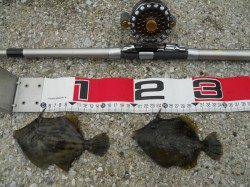 貝塚　探り釣りでカワハギ〜15.5cm17匹　午後1:30～午後3:30までの釣行