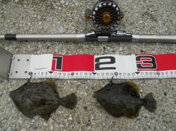 貝塚　探り釣りでカワハギ〜15.5cm17…