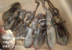 竹野にてアオリイカをゲット！