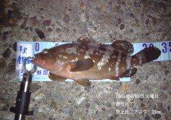 香住でアコウ35㎝☆