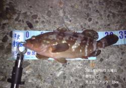 香住でアコウ35㎝☆