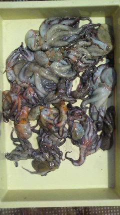 岸和田エリア、本日のタコ釣り釣果☆
