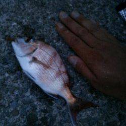 小島　SLシンカーでキス＆チャリコゲット