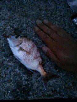 小島　SLシンカーでキス＆チャリコゲット