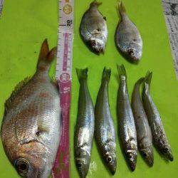 小島　SLシンカーでキス＆チャリコゲット