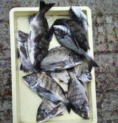 旧一文字の紀州釣りでチヌ23枚！