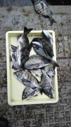 旧一文字の紀州釣りでチヌ23枚！