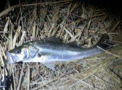 久々子、64㎝のシーバスがヒット！！