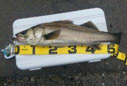 久々子、64㎝のシーバスがヒット！！