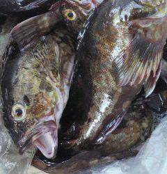 旧一文字赤灯、今日はガシラDay！！